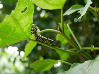 Caterpillars eat leaves
