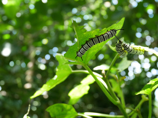 Caterpillars eat leaves