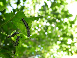 Caterpillars eat leaves