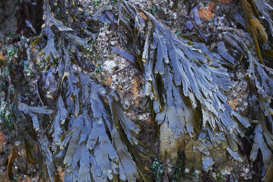 Serrated Wrack (Fucus serratus) seaweed. Wales, UK.
