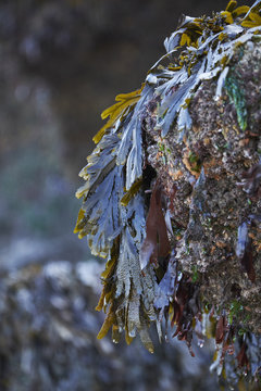 Serrated Wrack (Fucus serratus) seaweed. Wales, UK.