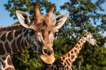 Fototapeta premium Curious giraffe bends to look at the camera