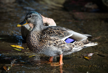 Weibliche Stockente - Anas platyrhynchos