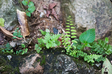 Green leaves background