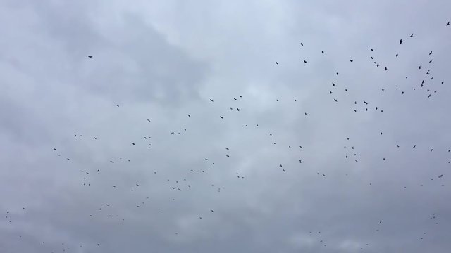 birds circling in the sky, a flock of slow motion video bird crows