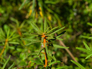 Marsh Labrador tea, Rhododendron tomentosum Ledum palustre, leaves on stem, close-up, selective focus, shallow DOF