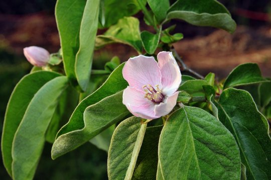 Quittenbl&uuml;te