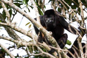 howler monkey in Costa Rica