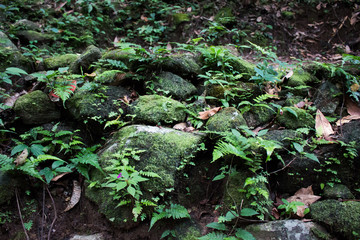 Green leaves background