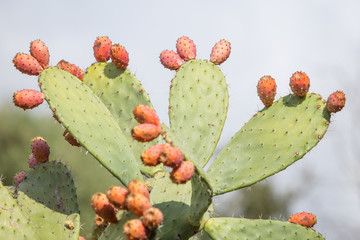 Prickly pear cactus close up with fruit