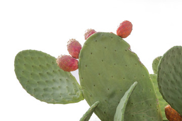 Prickly pear cactus close up with fruit