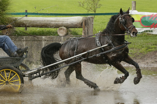 Galopperend door de waterbak.