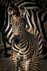 Young zebra foal surrounded by his family
