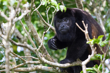 Fototapeta premium howler monkey in Costa Rica