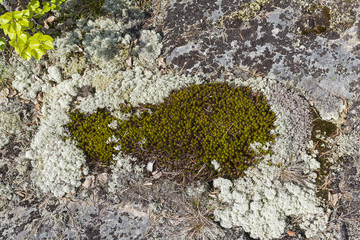 Moss and lichen on a granite rock.