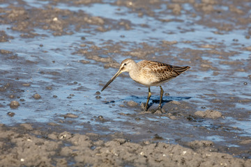 Long billed dowitcher