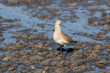 pectoral sandpiper