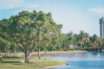The perfect nature and big tree in park