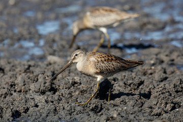 Long billed dowitcher