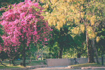 The perfect nature and big tree in park