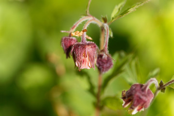 Water avens (Geum rivale)