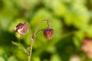 Water avens (Geum rivale)