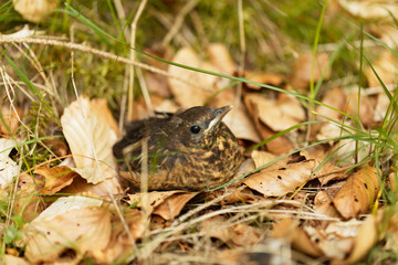 Young Blackbird (Turdus merula)