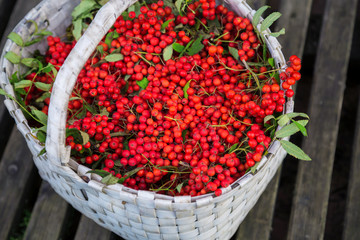  Bunches of Rowan collected in the autumn season in basket