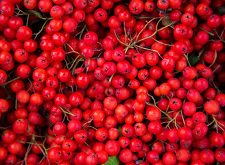 Beautiful red Christmas background collected from wild Rowan berries