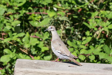 white winged Dove