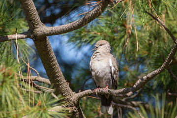 white winged Dove