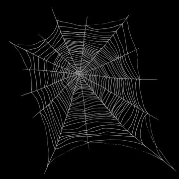 Hand drawing decorative beautiful spider web, cartoon sketch sty