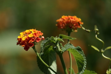 lantana