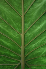 Green leaf