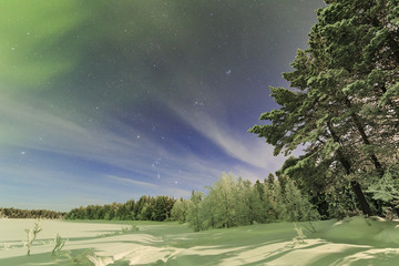 Northern lights in the spruce forest