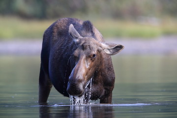 Moose Feeding in Pond in Glacier National Park in Montana 