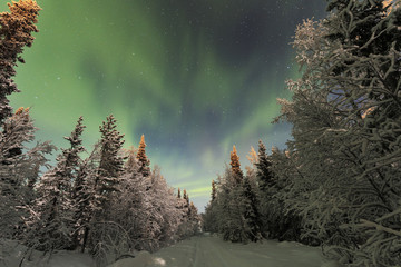 Northern lights in the spruce forest