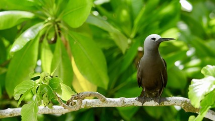Noddi brun ou Anous Stolidus ou Macoua, île Cousin, Seychelles, série