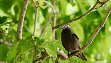Fototapeta premium Noddi brun ou Anous Stolidus ou Macoua, île Cousin, Seychelles, série