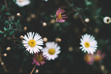 Close-up of small chamomile flowers