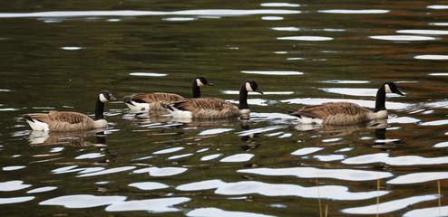 Group of canada goose swimming together in green water