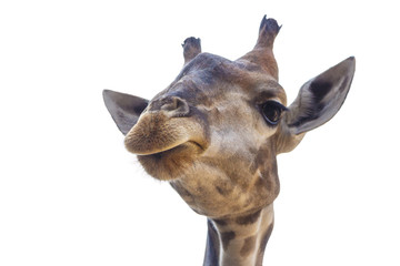Obraz premium Giraffe head isolated on white background