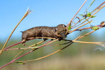 Caterpillar hawk wine (lat. Deilephila elpenor)