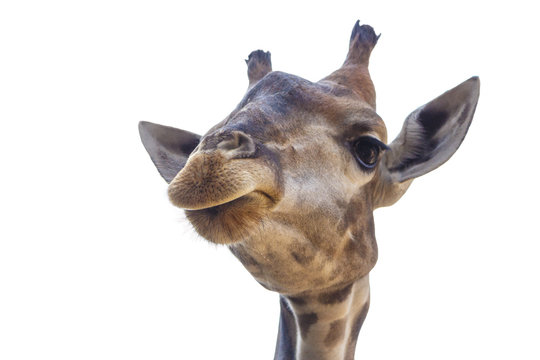 Giraffe head isolated on white background