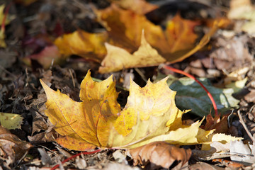Yellow and brown maple leaf on the ground during autumn