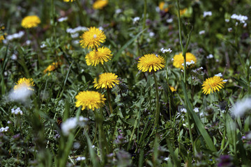 a glade of the first spring flowers of dandelions