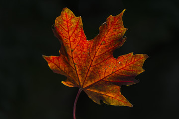 Autumn seasonal specification. Colored fall leaf on nature background. 