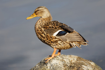 Fototapeta premium Female mallard on a rock cleaning the feathers