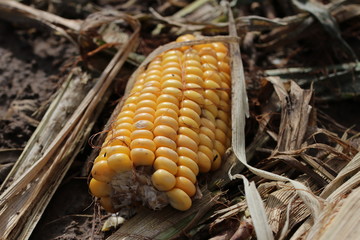 Maiskolben auf einem abgeernteten Maisfeld/ Futtermais (Zea mays)