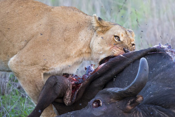 Naklejka na ściany i meble Lioness feeding on a buffalo carcass late in evening with flies around